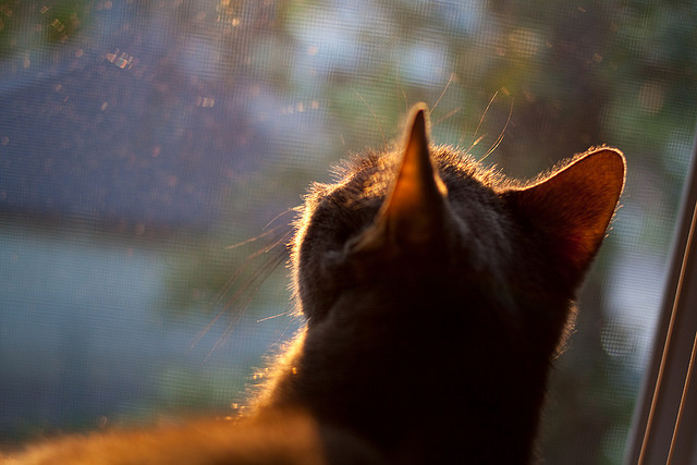 足球发展纳入国家体育强国建设规划，我国把足球纳入学校体育课程教学体系