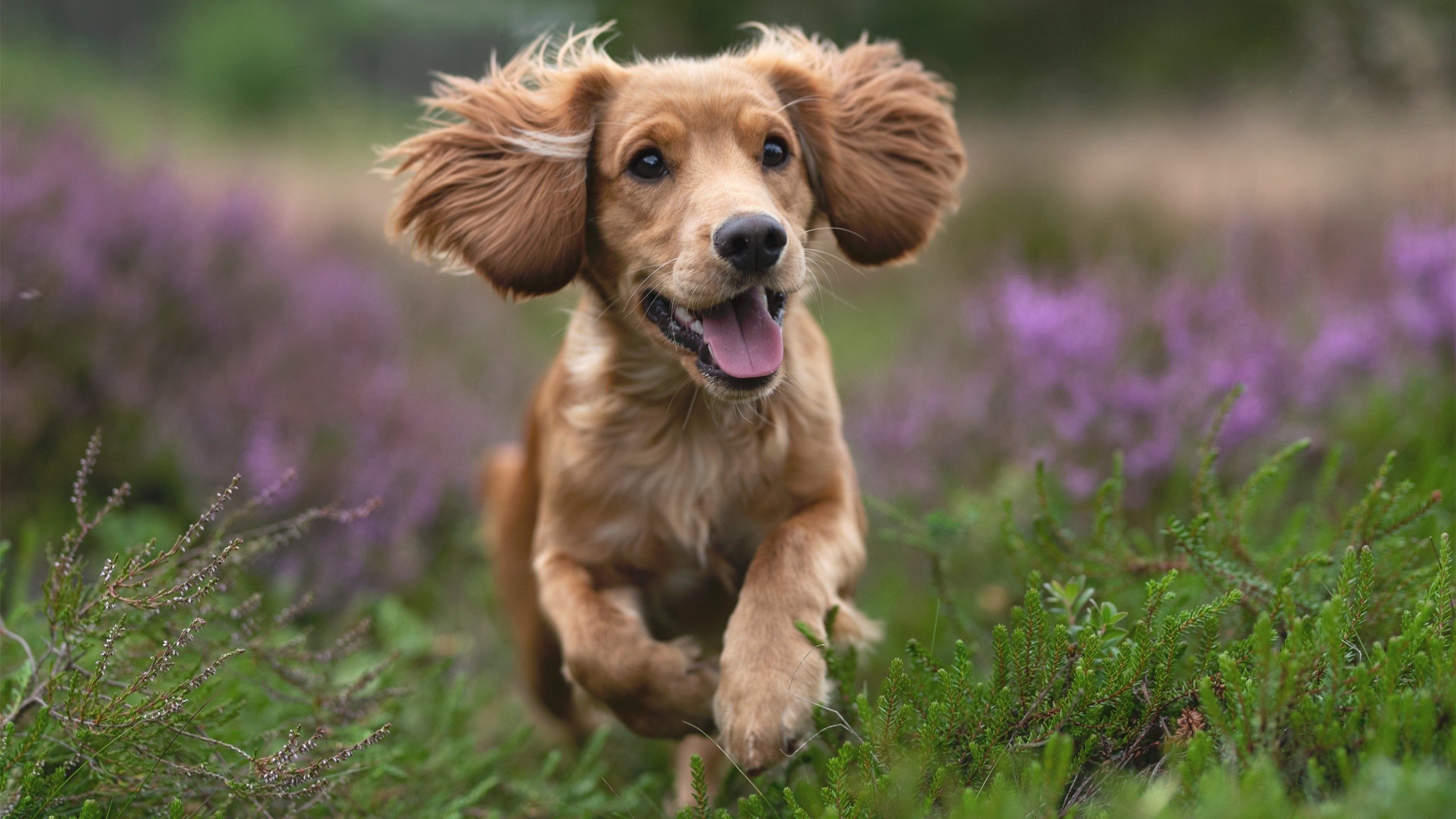 勒沃库森中场核心回归,勒沃库森队