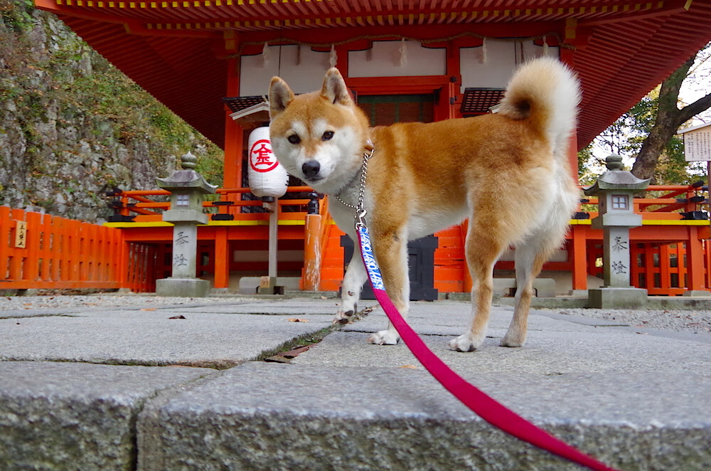 多特蒙德迎战尤文图斯：双方巅峰对决，多特蒙德对阵