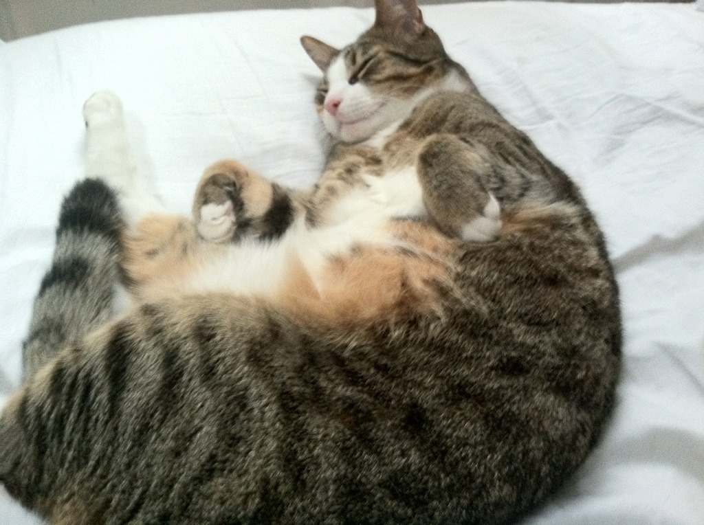 九游下载安装-多特蒙德遭逢败仗，德甲领头羊地位岌岌可危，多特蒙德拿过几次德甲