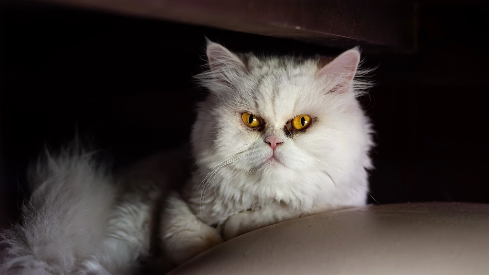 山东泰山与对手激烈对抗,山东泰山对青岛比赛结果