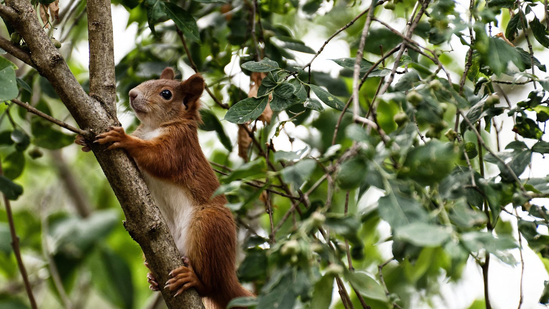 拜仁慕尼黑主场4-0大胜美因茨，豪取六连胜，拜仁慕尼黑vs美因茨