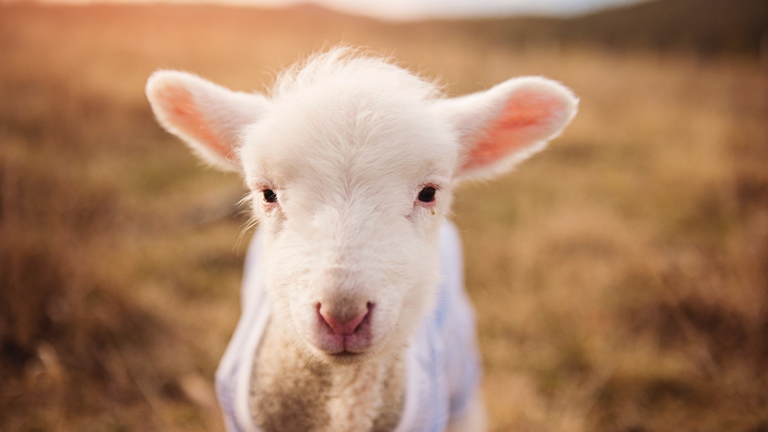 欧洲足球冠军联赛冠军奖杯历史上的传奇，欧洲联赛冠军杯历届冠军