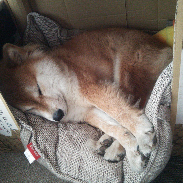 JiuyouAPP下载-波黑迎击比利时，欧洲国家联赛擂台即将开打，波黑足球比赛