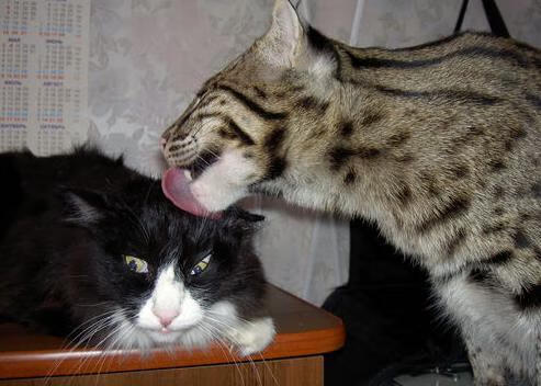 波黑遭遇意外失利，晋级前景难测，波黑是哪