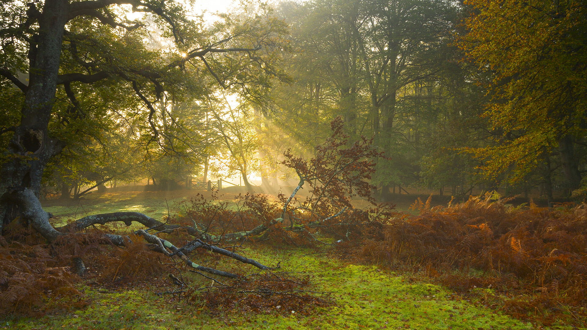 瑞士马术协会与学校合作，开展马术教育课程，推广马术文化。，瑞士骑马