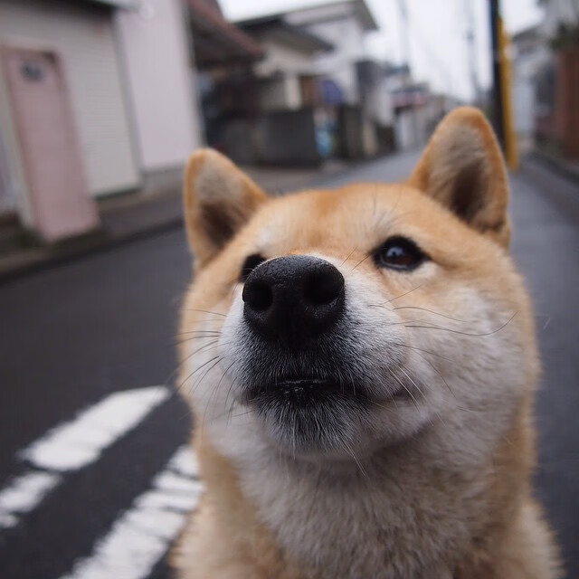 JiuyouAPP下载-瓦拉多利德客场失利，遗憾错失胜机，瓦拉多利德队
