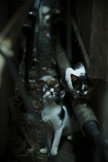 联盟收入分配是否应考虑球员资历,nba联盟收入怎么分配