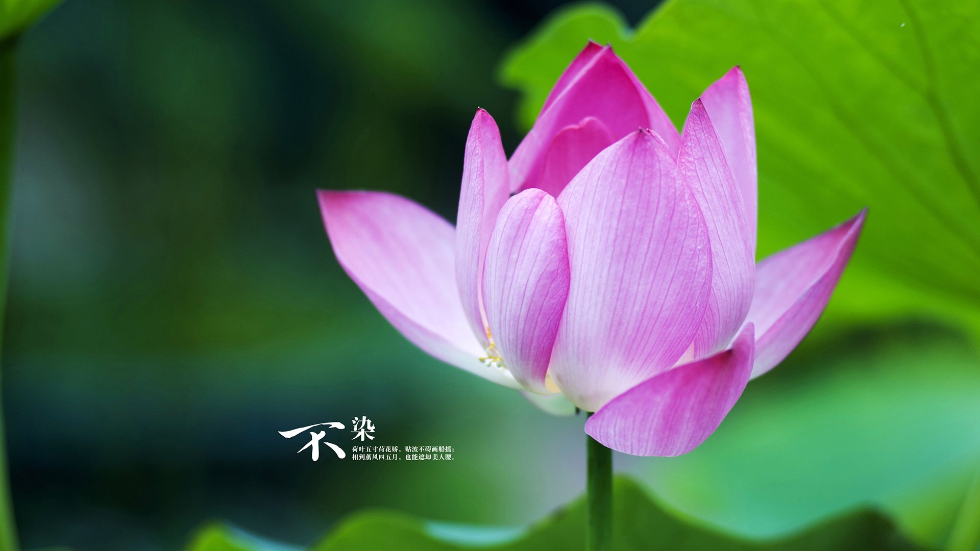 中国女篮赛季表现突出 球迷支持热烈,中囤女篮