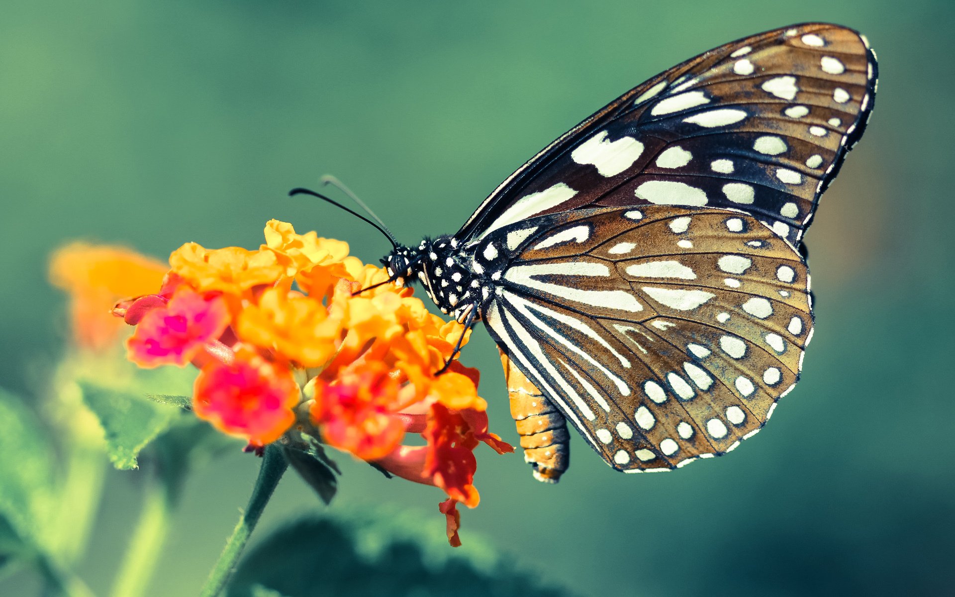 JIUYOU GAMING-教练是否在赛前根据数据模型制定多套进攻预案，在比赛中,教练员会根据现场比赛的变化