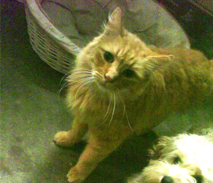 JIUYOU GAMING-球员在转换进攻中节奏预判的重要性，球员进阶转移