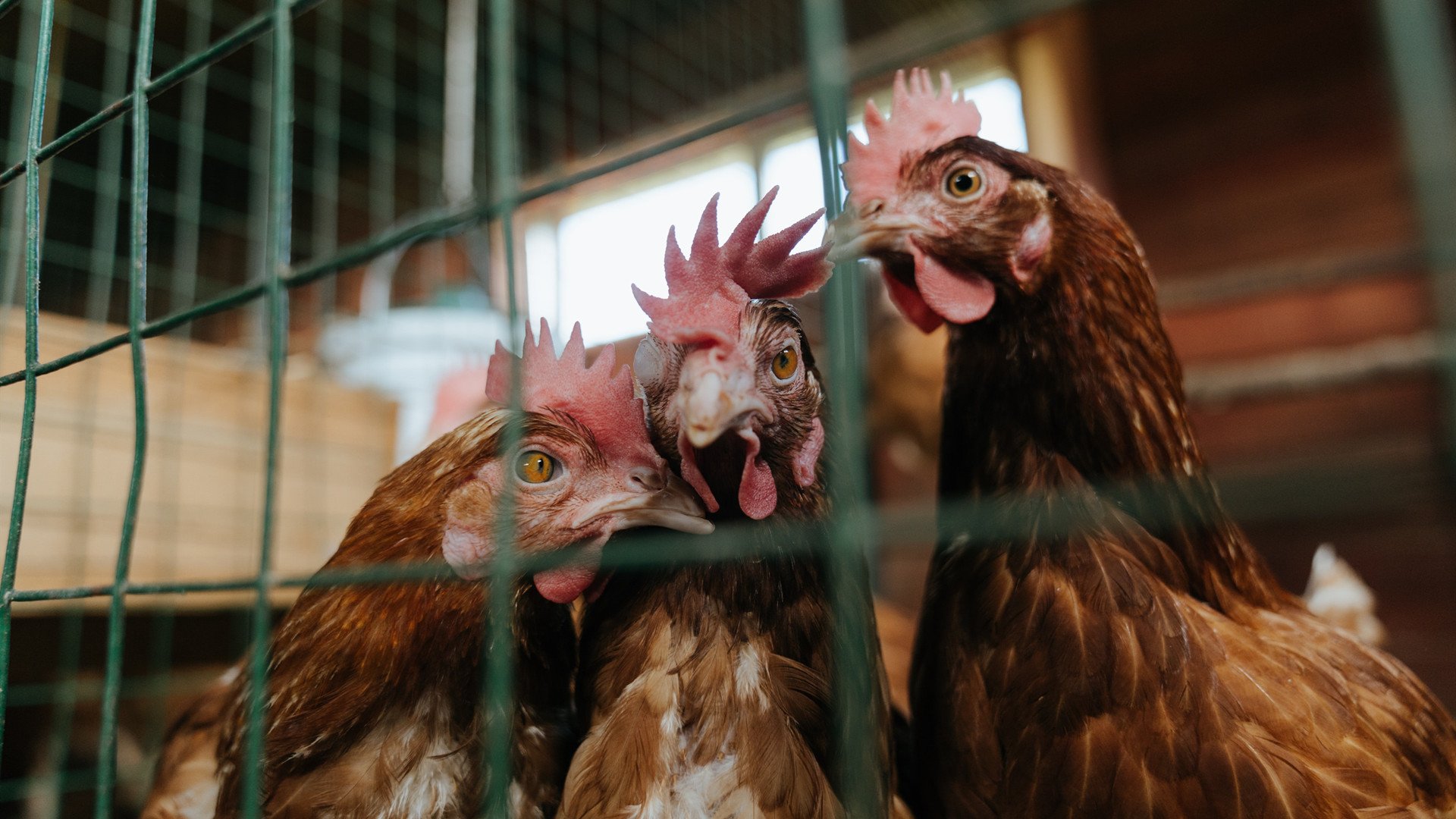 瑞典队2024年世界杯表现强劲,力克劲敌,瑞典世界杯阵容