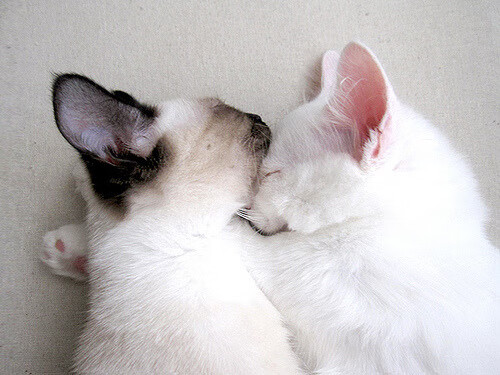 花样游泳世界杯落幕 中国队再夺多金,花样游泳中国决赛