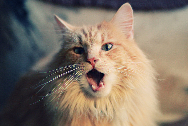 欧洲杯大戏：战术与技艺的完美结合，欧洲杯战术机位