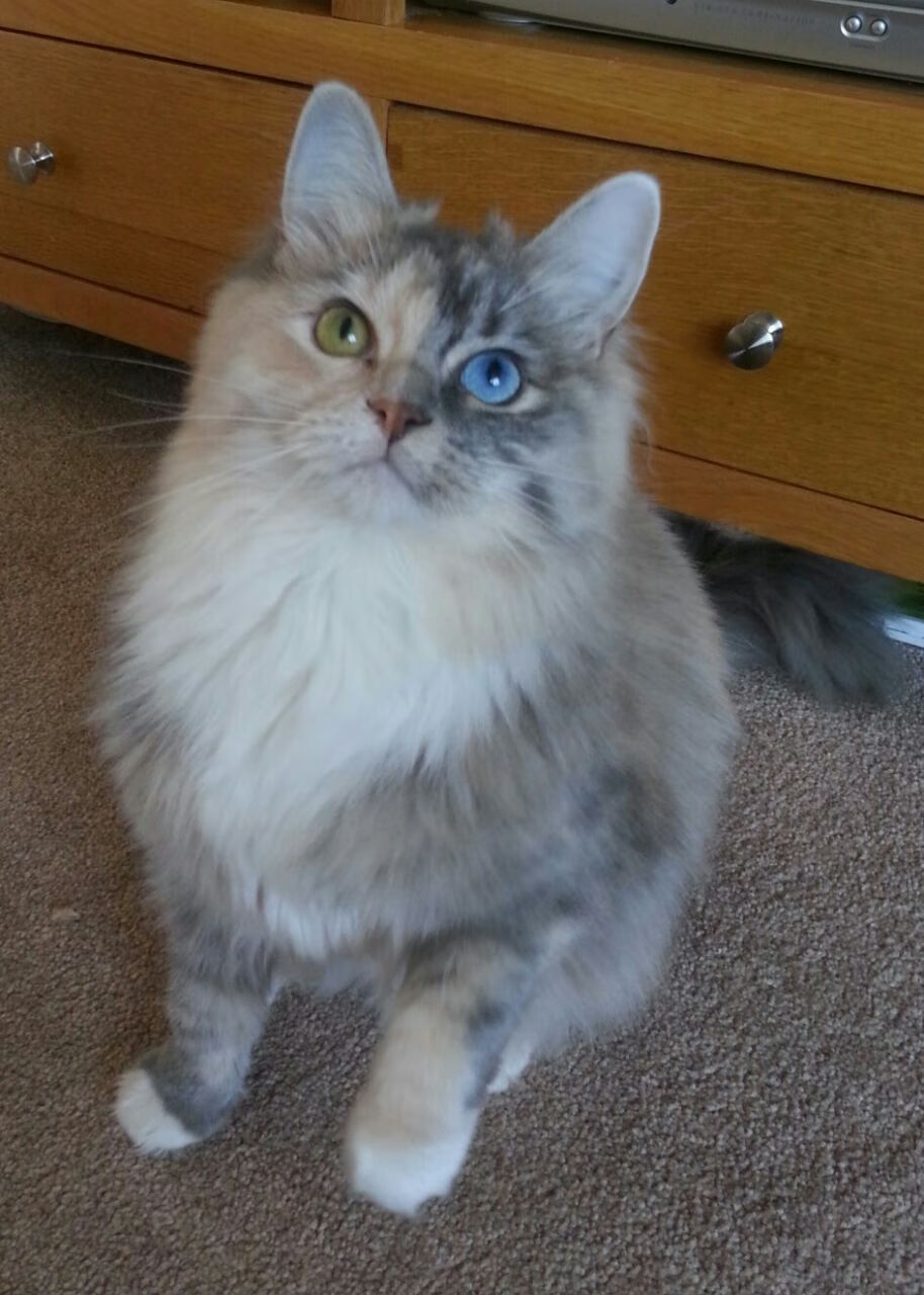 九游网页版官网-澳大利亚袋鼠队的战术创新挑战传统强队，澳大利亚袋鼠打拳