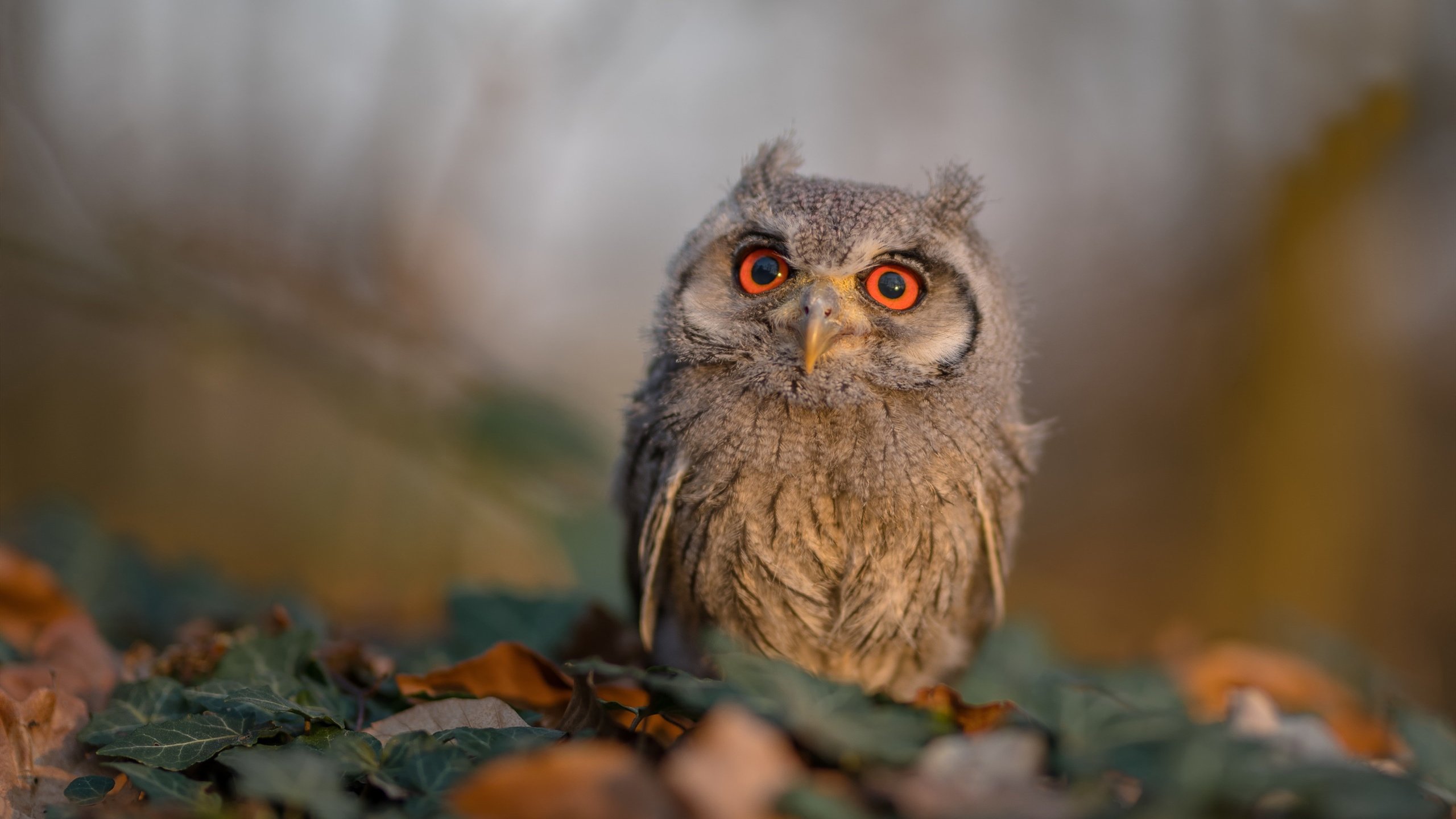 网球国际邀请赛中国选手突破八强,网球 中国